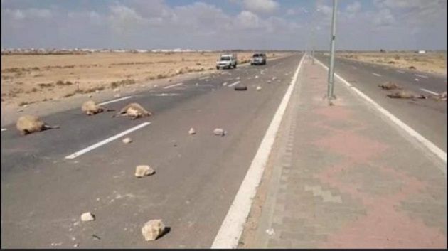 القيروان : نفوق أكثر من 30 رأس غنم دهسا بواسطة شاحنة