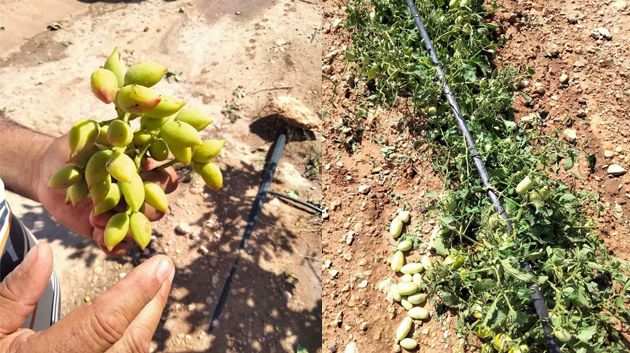 القصرين : تضرر حوالي ألف هكتار من الزيتون والفستق جراء حجر البرد