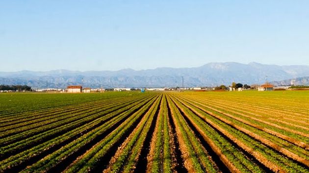 مع موفي ماي.. تسجيل تراجع في عمليات الاستثمار الفلاحي الخاص بـ 7ر10%