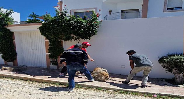نجاح تجربة مركز تعقيم الكلاب للحد من تفاقم الكلاب السائبة