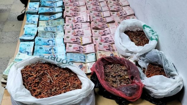  الحرس الديواني بمنزل بورقيبة يحجز 7 كلغ من  المرجان المهرّب 