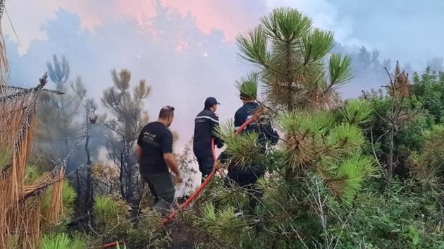 جندوبة: تقدم  في السيطرة على الحرائق بغابات ملولة