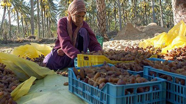 وزارة الفلاحة تمنح تمويلات لمنتجي التمور