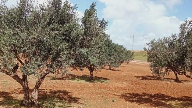 جندوبة: استرجاع عقار دولي فلاحي يمسح 03 هك