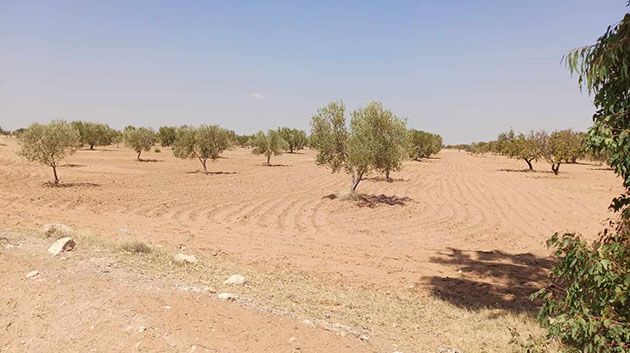 المهدية: استرجاع عقار دولي فلاحي بمساحة 07 هك 
