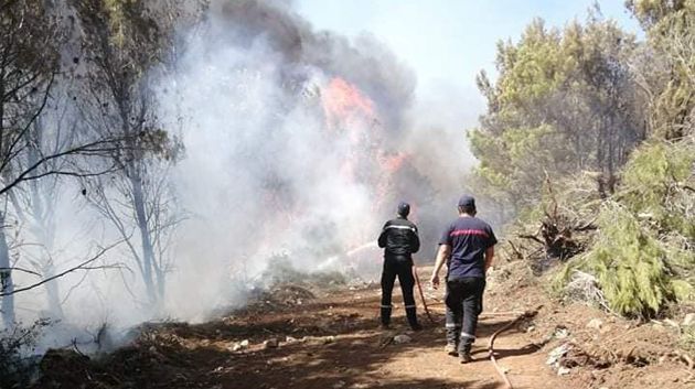 دمرت 2400 هك من الغابات..هذه الحرائق الأكبر المسجّلة خلال هذه الصائفة 