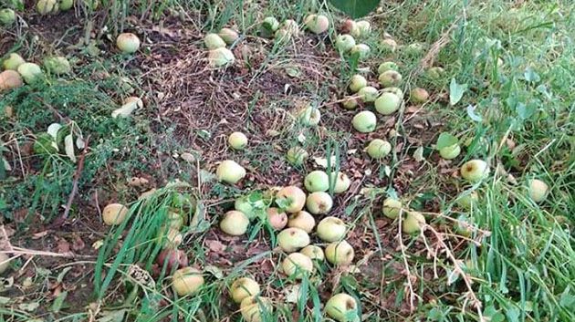 سليانة: تضرر صابة التفاح  بسبب تساقط البرد 