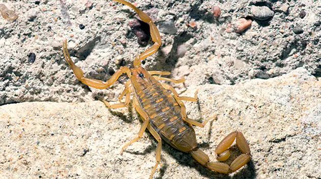 القيروان: تسجيل 745 إصابة بلدغات العقارب والثعابين خلال السنة الحالية