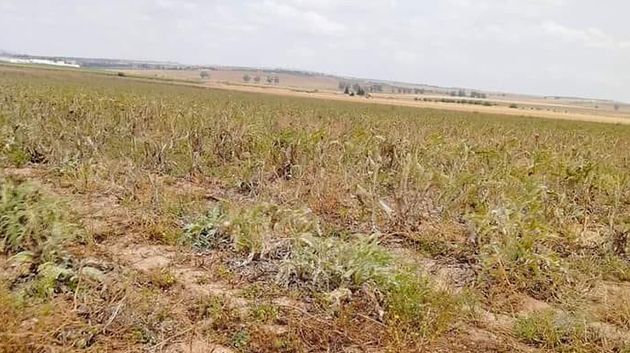 نابل: استرجاع مقسم فني فلاحي دولي بمساحة 63 هك.