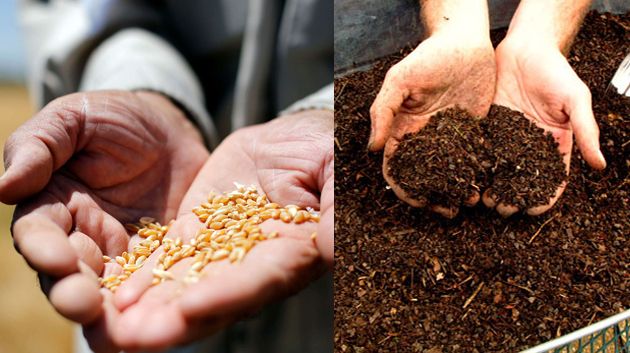 القيروان.. منتجو الحبوب يطالبون بتوفير الاسمدة والبذور الممتازة استعدادا لموسم الزراعات الكبرى