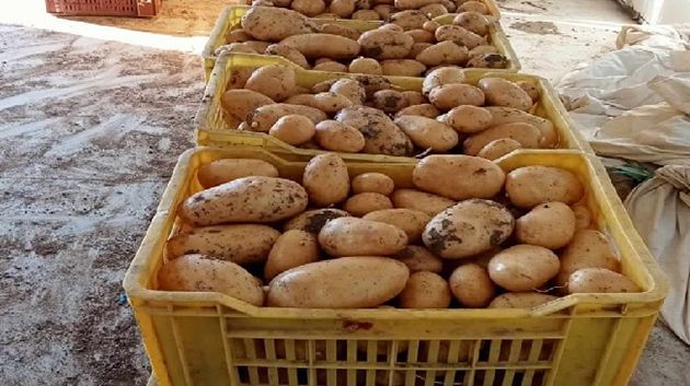 بنزرت: حجز 82 طنا من البطاطا بأحد مخازن التبريد والاحتفاظ بـ3 اشخاص