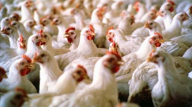 إنتاج دجاج اللحم يزيد بنسبة 7،4 بالمائة 