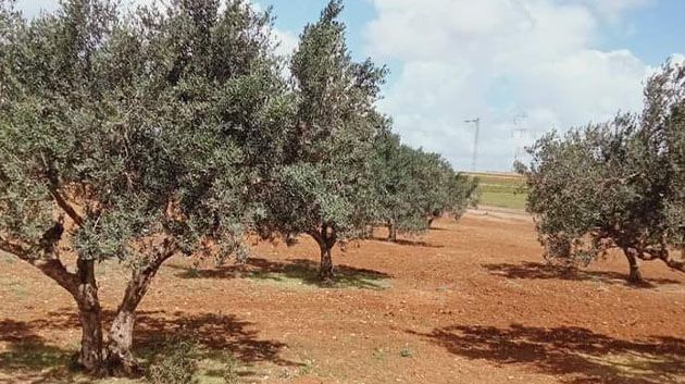 في ولايتيْ القيروان والقصرين: وزارة أملاك الدّولة تسترجع 106,5 هك من أراضيها