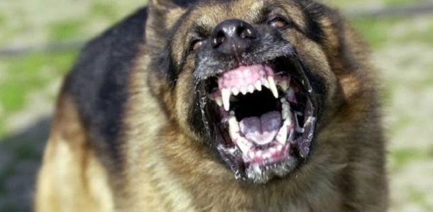 وزارة الفلاحة تؤكد انها تضع على ذمّة المواطنين برنامجا وطنيا للتلقيح المجاني للكلاب والقطط