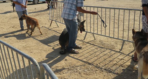 إقبال المواطنين بكثافة على تلقيح كلابهم وقططهم بشكل مجاني