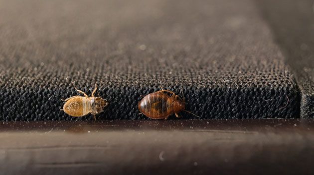 سمير الورغمي: 'اجتماع مرتقب بين وزراء وخبراء بخصوص حشرة بق الفِراش' (فيديو)