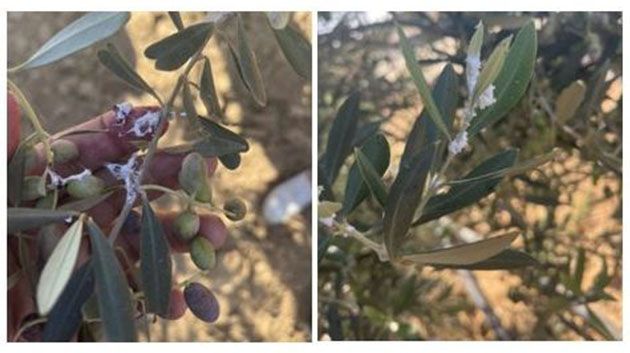 وزارة الفلاحة تنفي إصابة أصول زياتين محاذية للتين الشوكي بالحشرة القرمزية