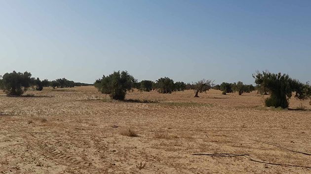 استرجاع 4 عقارات دولية فلاحية بمساحة 86 هكتاراً في زغوان