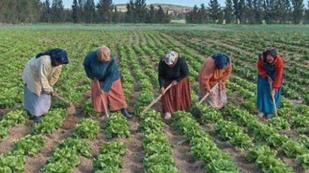 في القيروان وسيدي بوزيد: الموافقة على 75 مشروعا لفائدة عاملات فلاحيّات