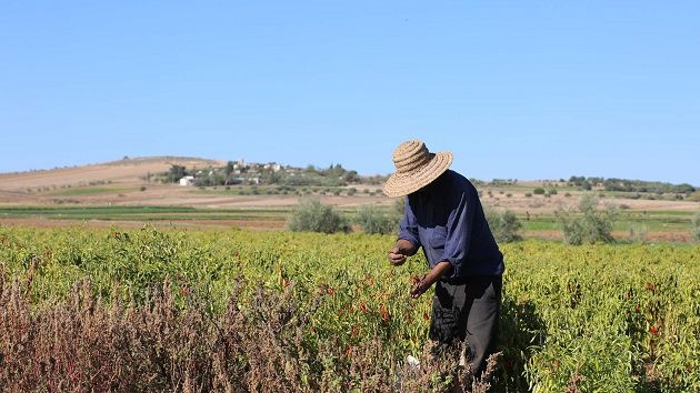 مشروع قانون المالية : إجراءات لدعم صغار فلاحي زراعات الحبوب والمواد العلفية