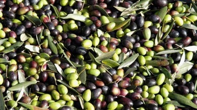 نابل :زيادة طفيفة في صابة الزيتون بنسبة 4%