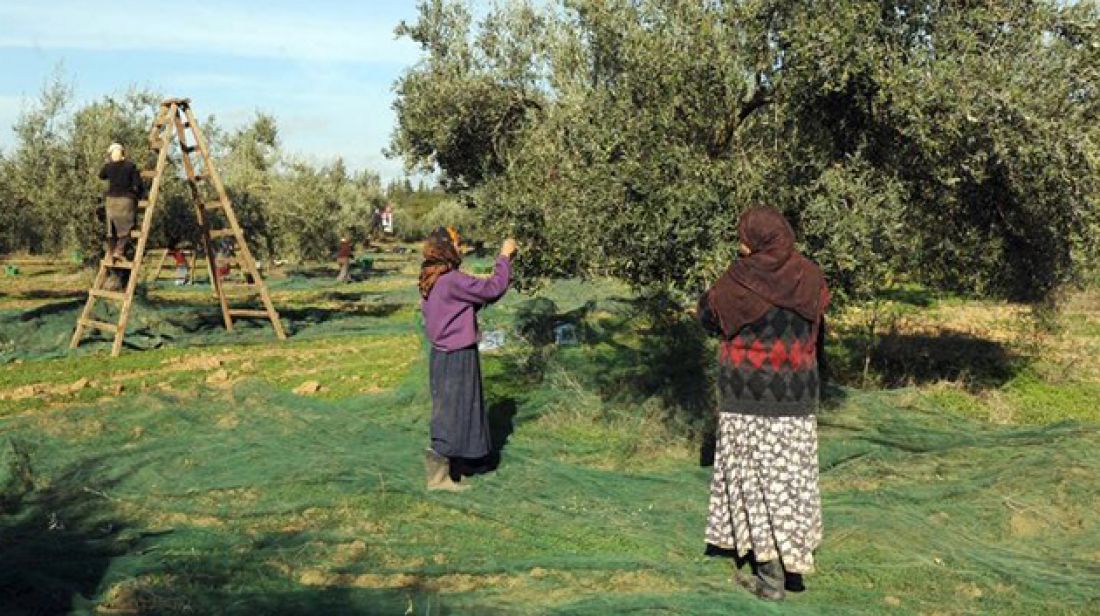 قابس: افتتاح موسم جني زيتون لصابة قدرت بـ70 ألف طن قابس: افتتاح موسم جني زيتون لصابة قدرت بـ70 ألف طن