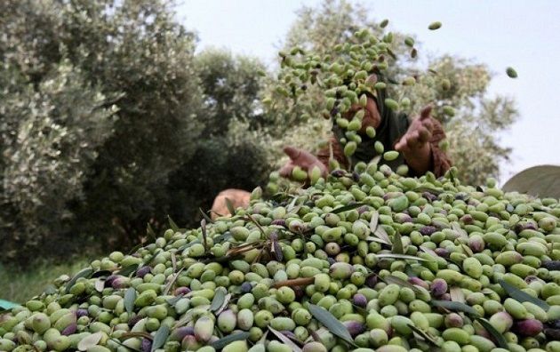 القصرين: صابة الزيتون في حدود 30 ألف طن