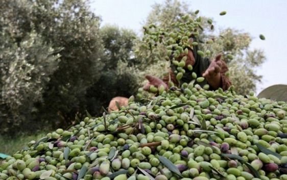 القصرين: صابة الزيتون في حدود 30 ألف طن