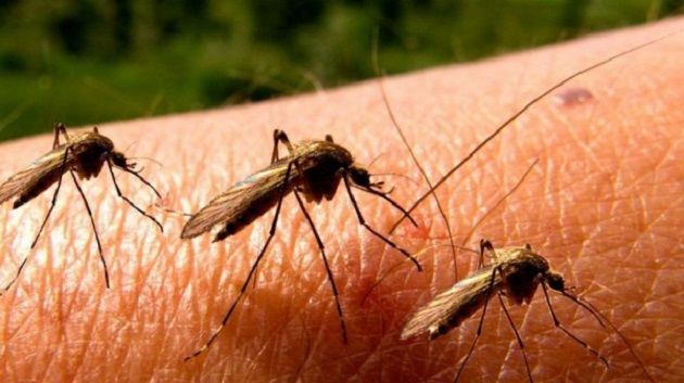 وزارة الصحة: 10 إصابات بحمى غرب النيل.. وهكذا تنتقل العدوى