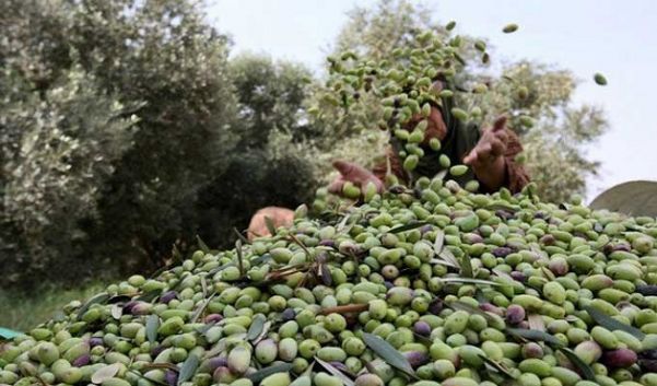 نابل : انطلاق موسم جني وتحويل الزيتون وتسجيل ارتفاع ب 4% مقارنة بالموسم الفارط