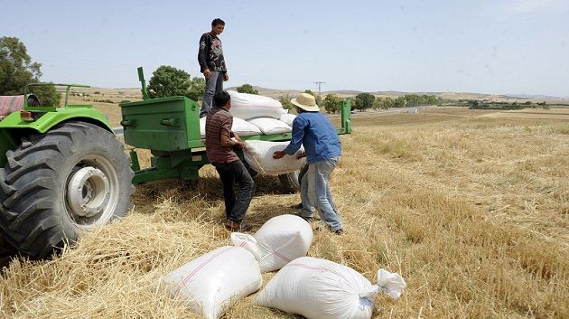 رئيس دائرة الانتاج النباتي بالقصرين: الأمطار الأخيرة ستكون حافزا للفلاحين