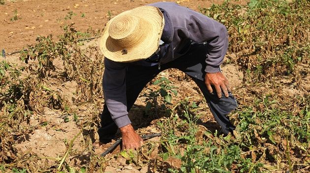 البنك الوطني الفلاحي يخصص 120 مليون دينار لمعاضدة مجهود الفلاحين