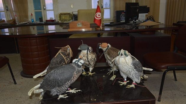 مدنين : حجز 5 صقور ملكية نادرة