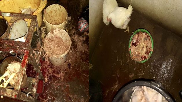 قفصة :حجز لحوم دواجن غير صالحة للإستهلاك