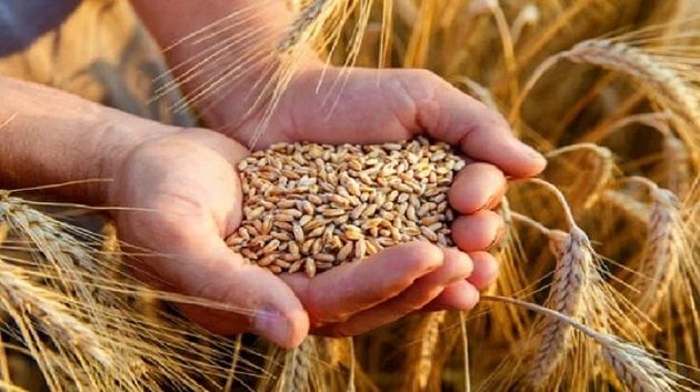 بينها دول عربية..قائمة كبار مُستوردي الحبوب الروسية