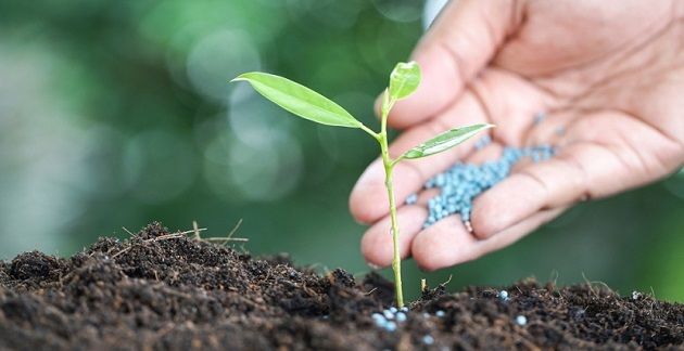 زغوان: نقص حاد في مادتي الفوسفاط والأمونيتر لفائدة الزراعات الكبرى 