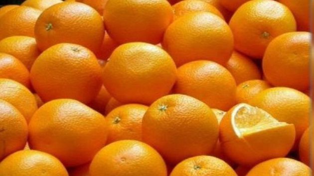 غدا السبت.. انطلاق موسم تصدير البرتقال المالطي 