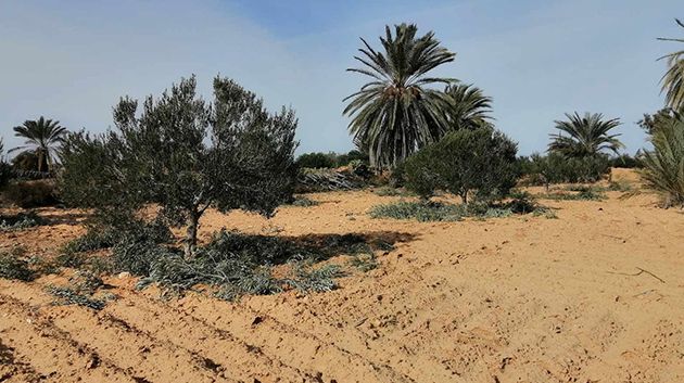 إسترجاع عقاريْن دولييْن فلاحييْن بمعتمدية جربة ميدون
