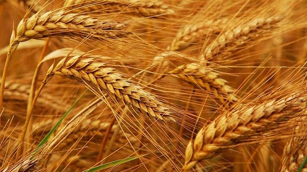مندوبية الفلاحة بنابل: 'نأمل تحقيق الإكتفاء الذاتي من القمح الصلب وطنيًّا'‎