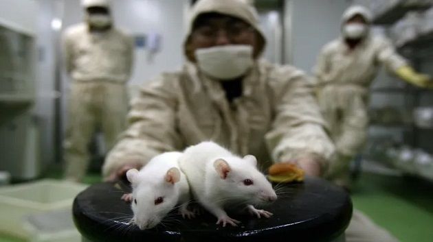 الصين: تجارب لفيروس يقتل بنسبة 100%