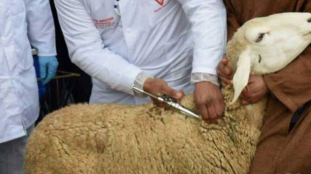 قريبًا.. تنفيذ حملة لتلقيح الماشية بالكاف ضد مرض الحمى القلاعية وداء الكلب