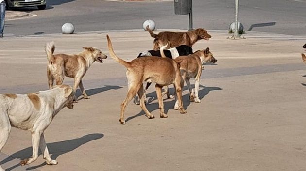 القيروان: وفاة شخص بداء الكلب‎