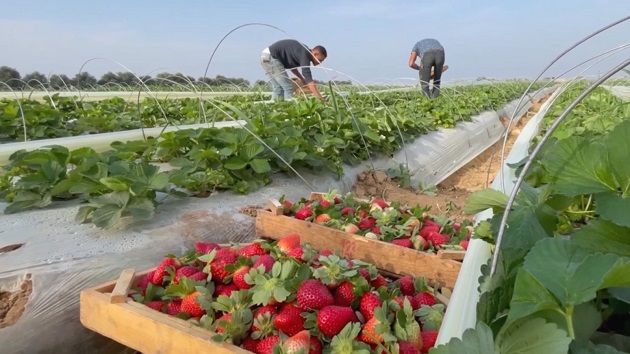 نابل: توقّعات بإنتاج 20 ألف طن من الفراولة