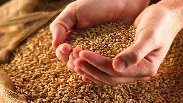 تجربة بالجنوب والنتائج مبشّرة.. تونس تسعى إلى تحقيق اكتفاء ذاتي من القمح الصلب هذا العام