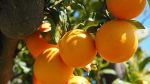 نابل: توقّعات بترويج 10 آلاف طن من البرتقال المالطي خلال هذا الموسم 