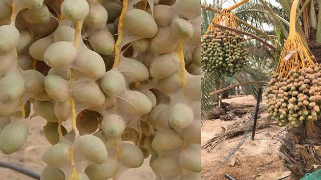 وزارة الفلاحة تدعو إلى تطبيق البروتوكول الصحي لمكافحة آفة 'بوفروة'