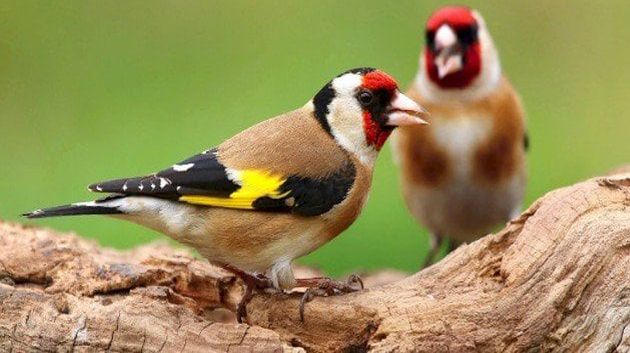 سوسة: اعتداء على أعوان وسيّارة إدارية بسبب حجز طائر !
