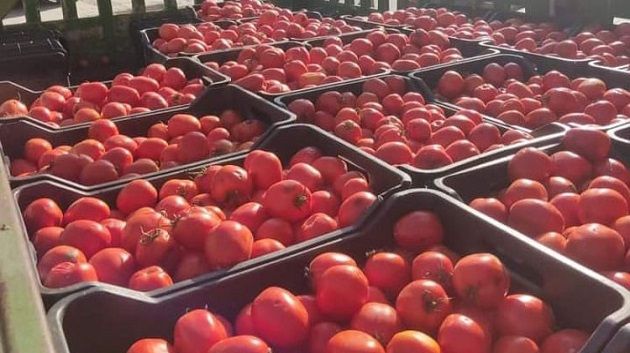 سوسة: استيفاء الإجراءات القانونية ضدّ وكيل بيع بسوق الجملة امتنع عن بيع الطماطم