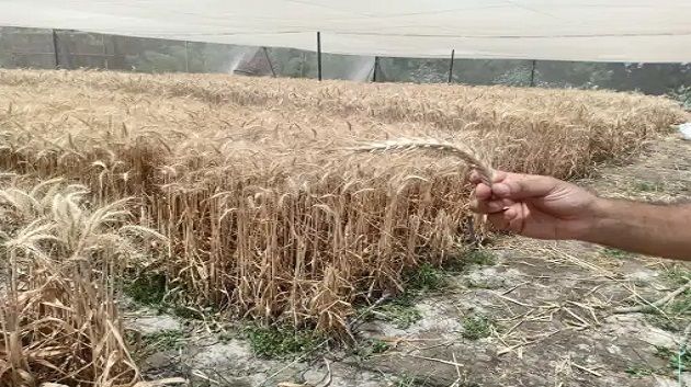 الكاف: تضرّر أكثر من 100 ألف هكتار من مزارع الحبوب بسبب ارتفاع درجات الحرارة