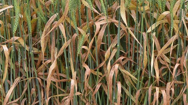 بعد قطع مياه الري: مزراعو الحبوب في بوسالم يحذّرون من مخاطر تلف الصابة
